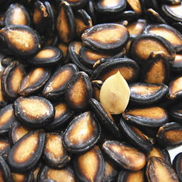 品味經典 散裝五香瓜子與黑西瓜子的多重選擇